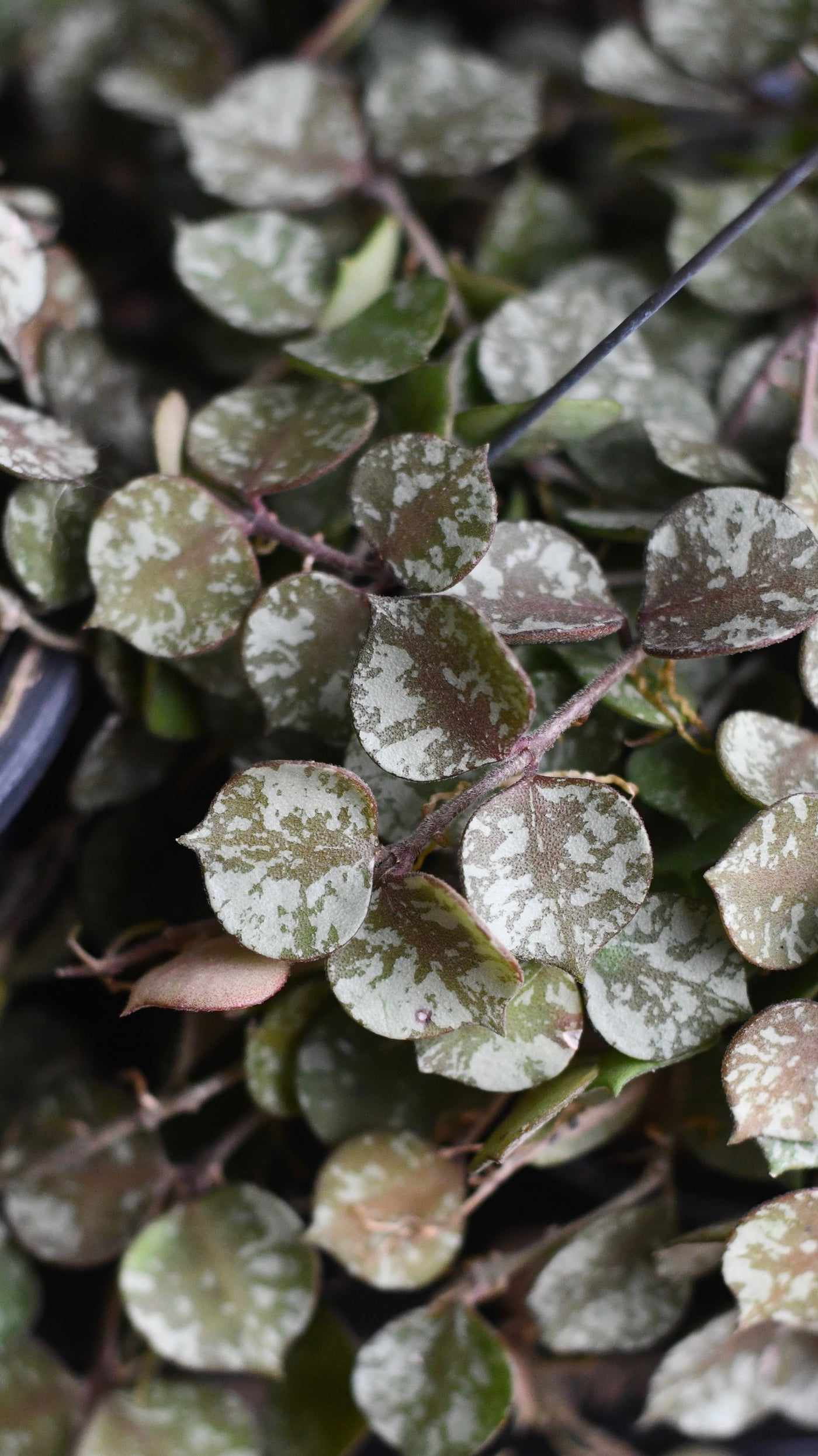 Hoya Curtisii, wax Flower, Porcelain Flower