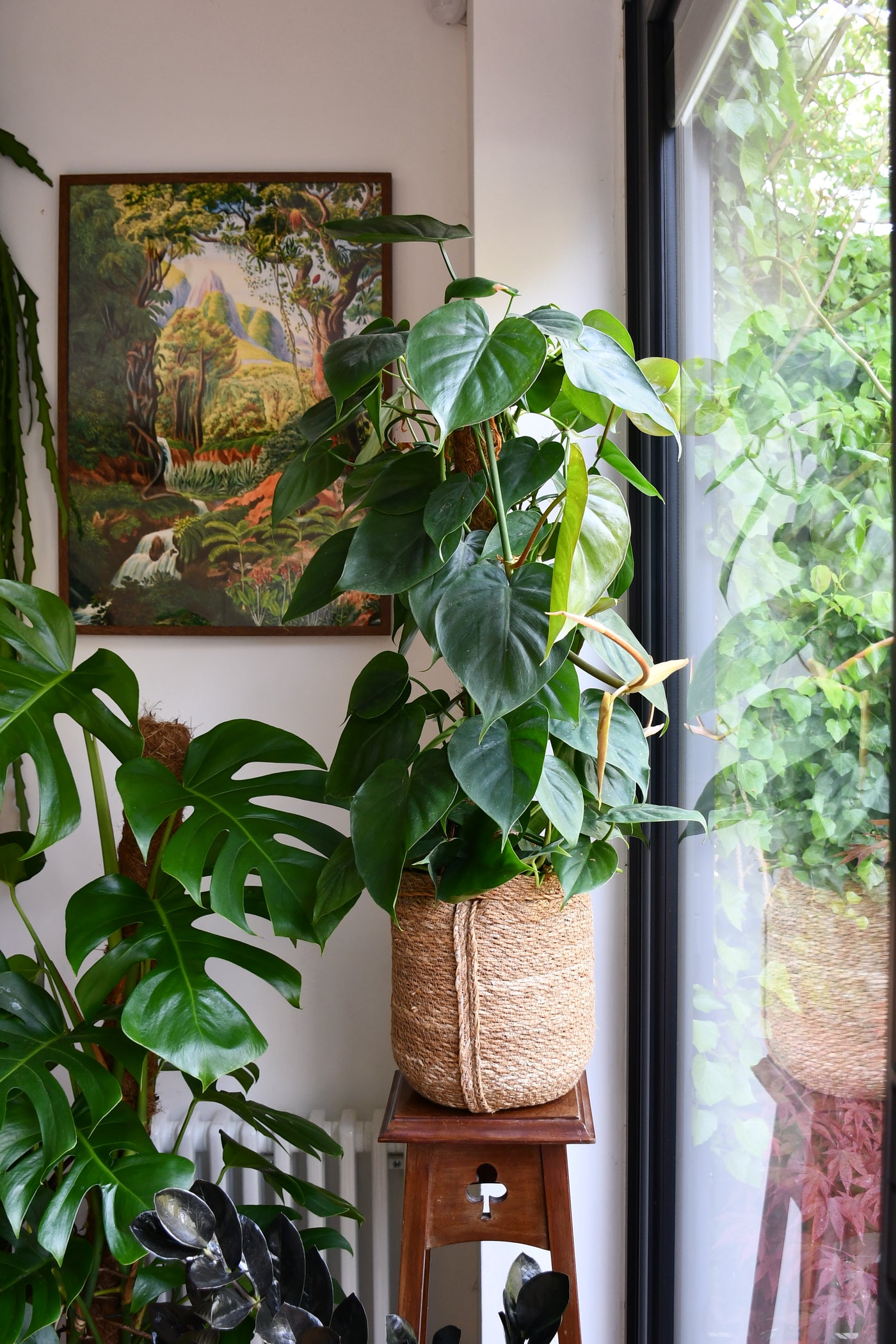 philodendron moss pole Philodendron Scandens on moss pole - Heart Leaf