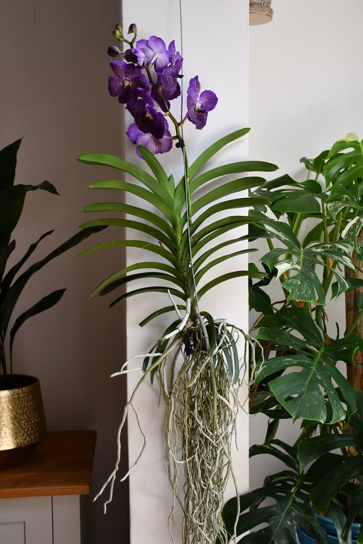 hanging man orchid plant for sale uk Vanda Orchids - Over One Metre Tall