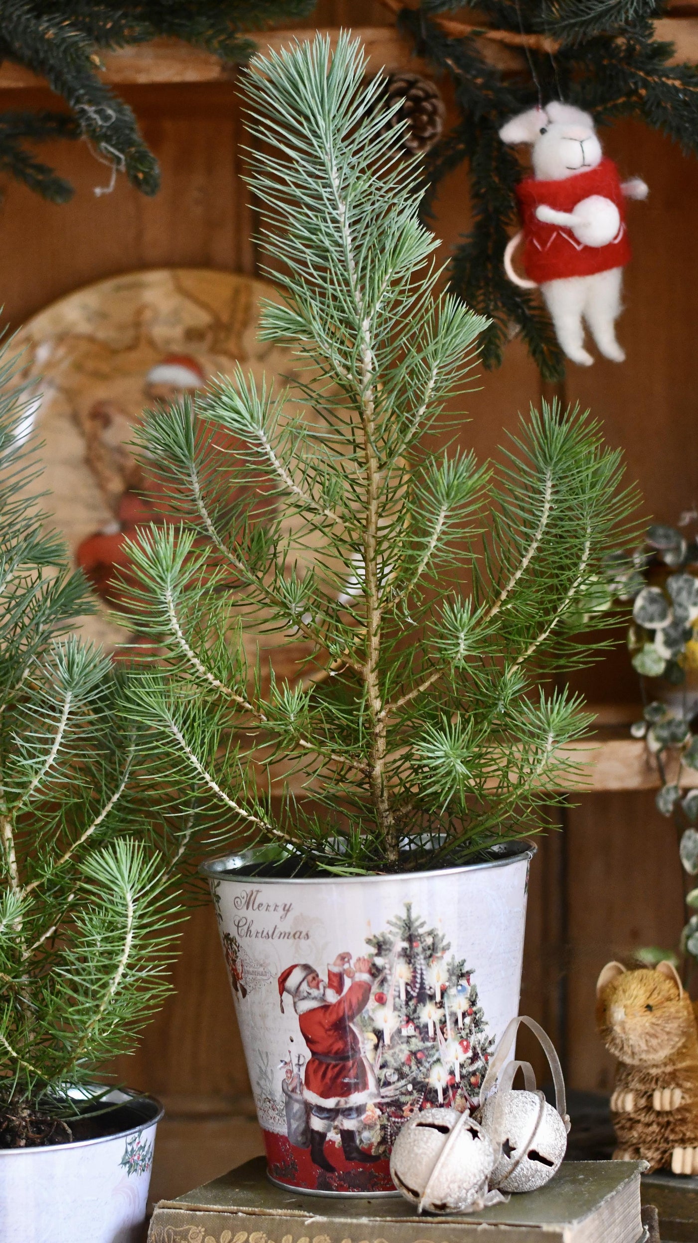 Mini Real Christmas Tree – Small Potted Spruce