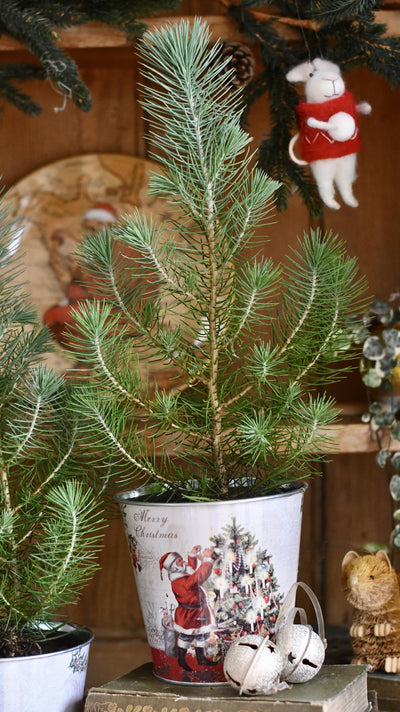 Mini Real Christmas Tree – Small Potted Spruce