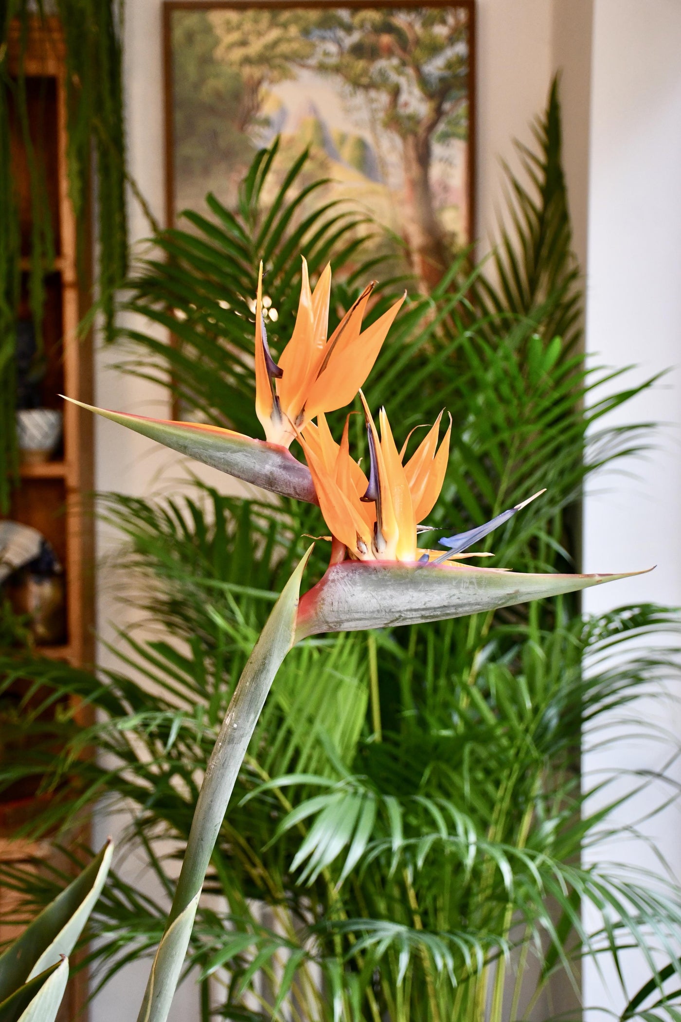 Strelitzia Reginae, Bird of Paradise