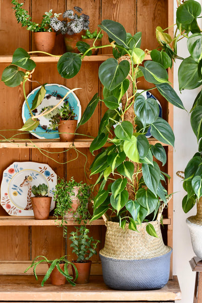 Philodendron Scandens Brasil