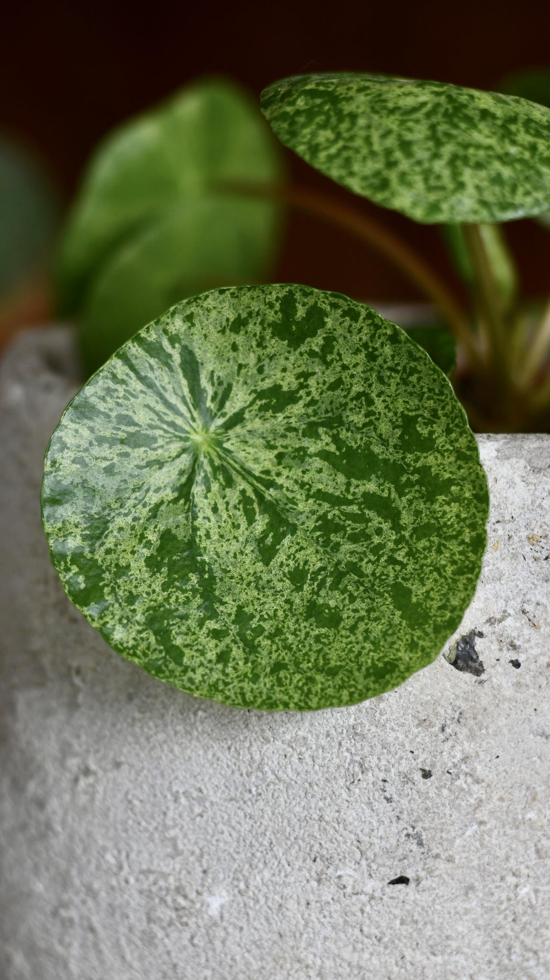 Variegated Pilea (Mojito) Peperomioides