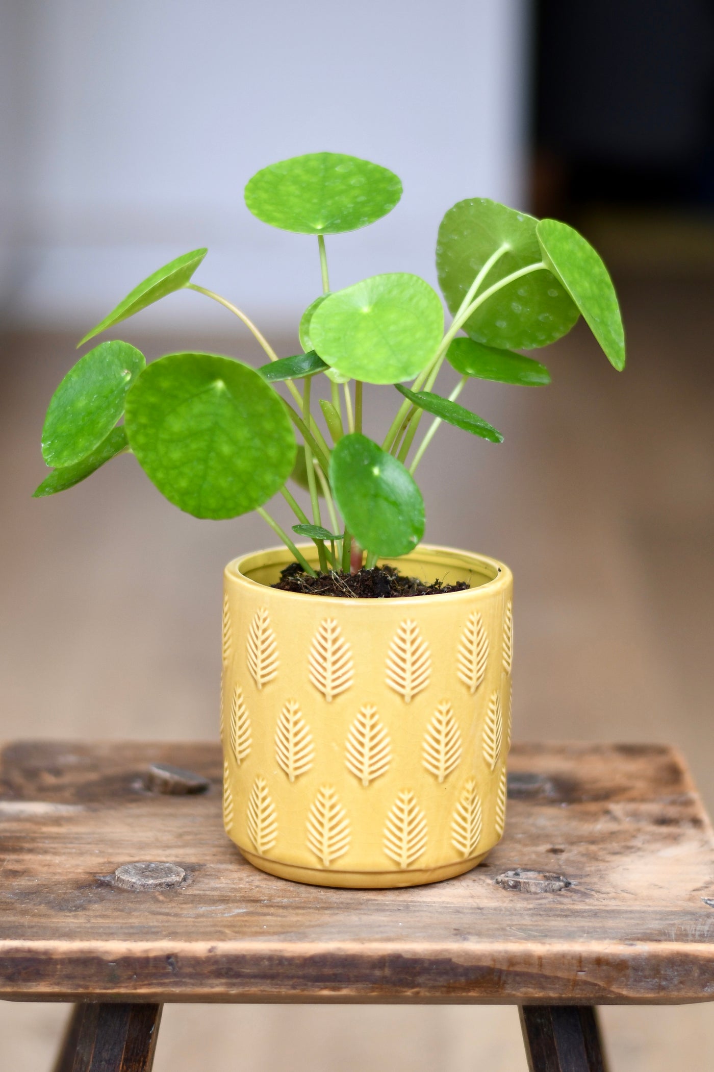 chinese money plant babies Pilea Peperomioides | Chinese Money Plant