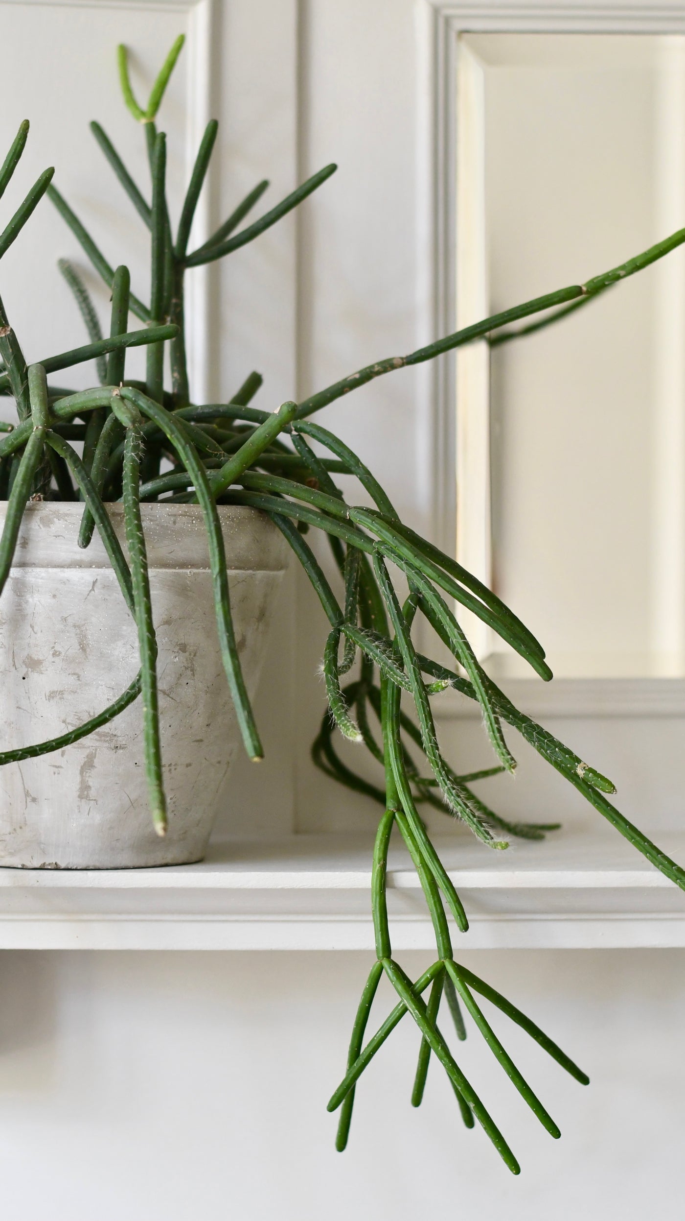 Rhipsalis Pulvinigerum, Mistletoe Cactus