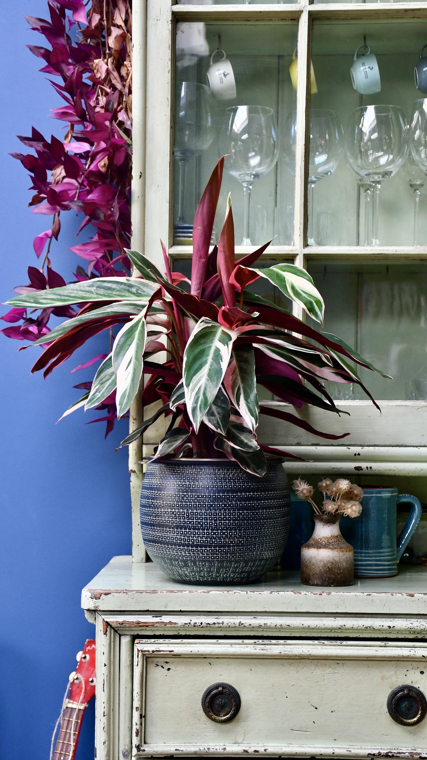 Calathea Stromanthe Triostar - Prayer Plant