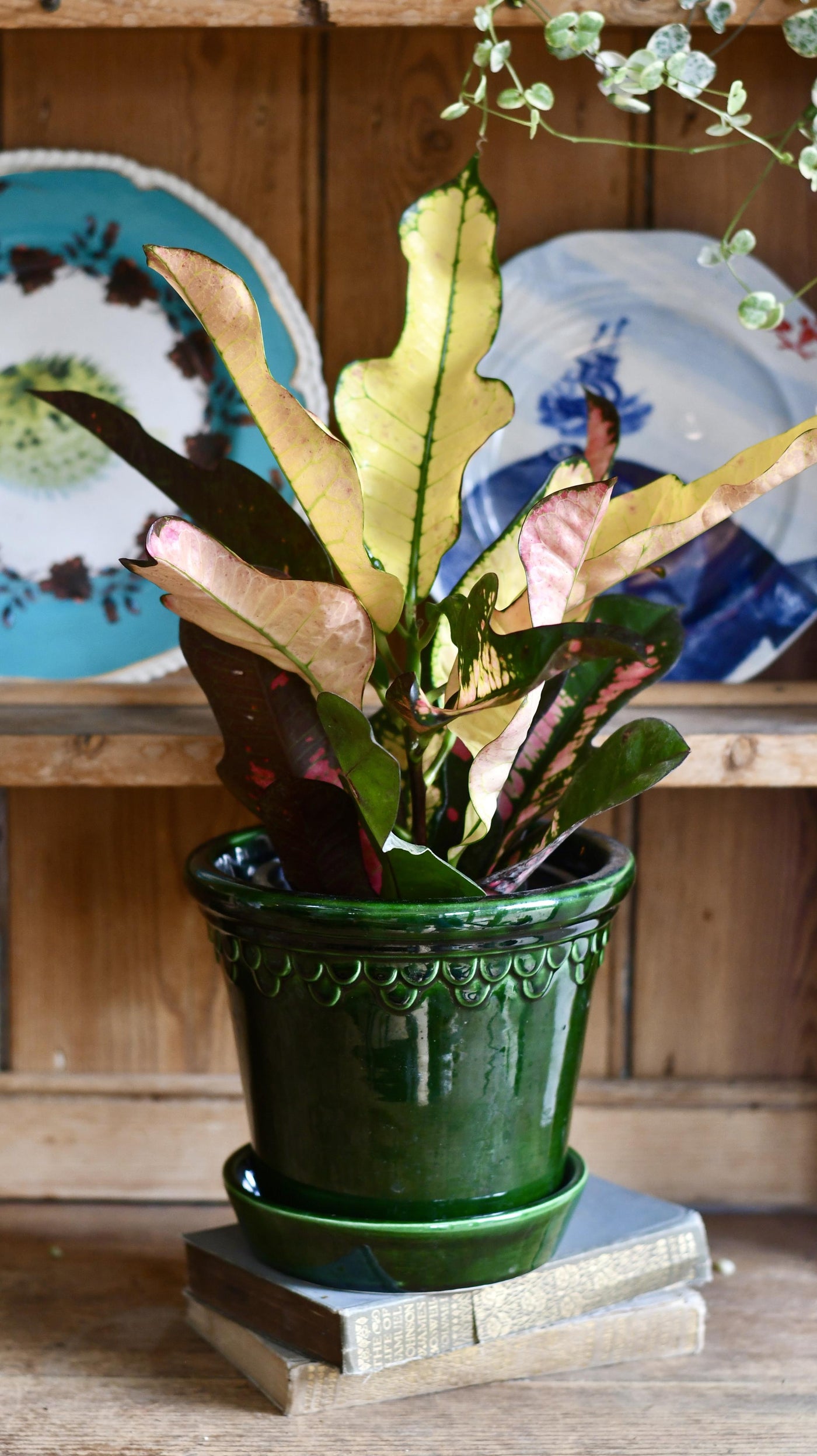 Croton Codiaeum variegatum 'Wilma' (Croton Wilma, Wilma Croton Plant)