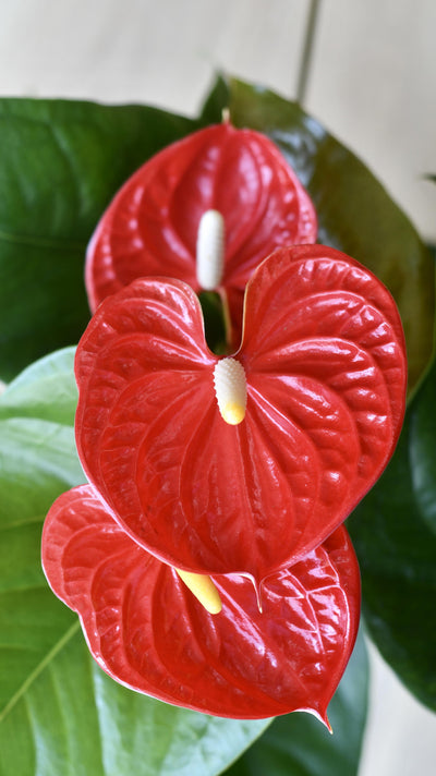 Red Anthurium Andraeanum  & Vibes Pot | Flamingo Flower
