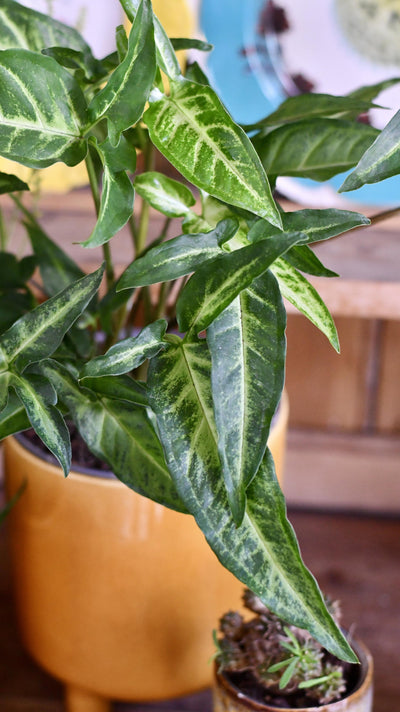 Syngonium podophyllum "Narrow Leaf"