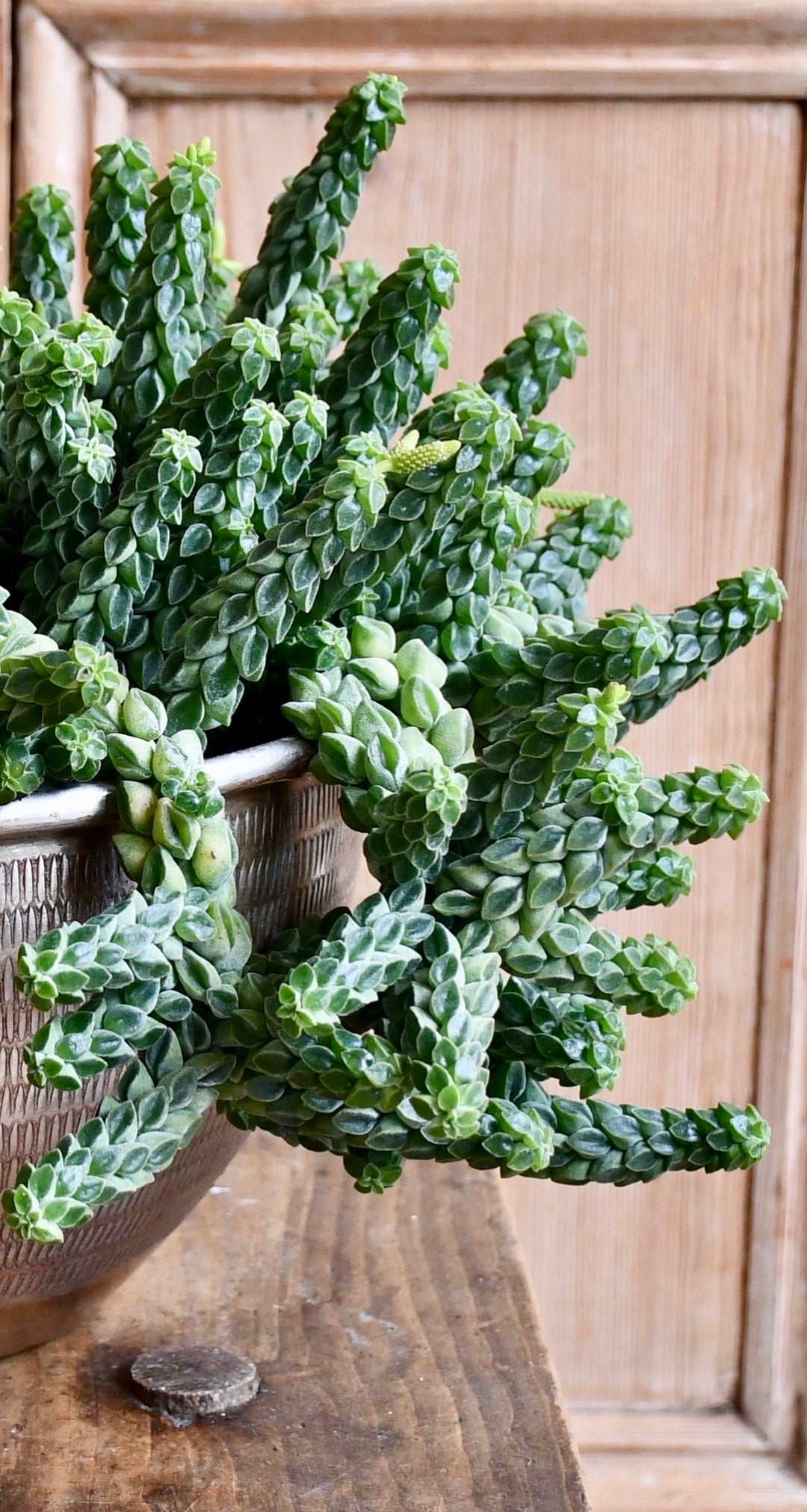 columella plants Peperomia Columella – Happy Houseplants
