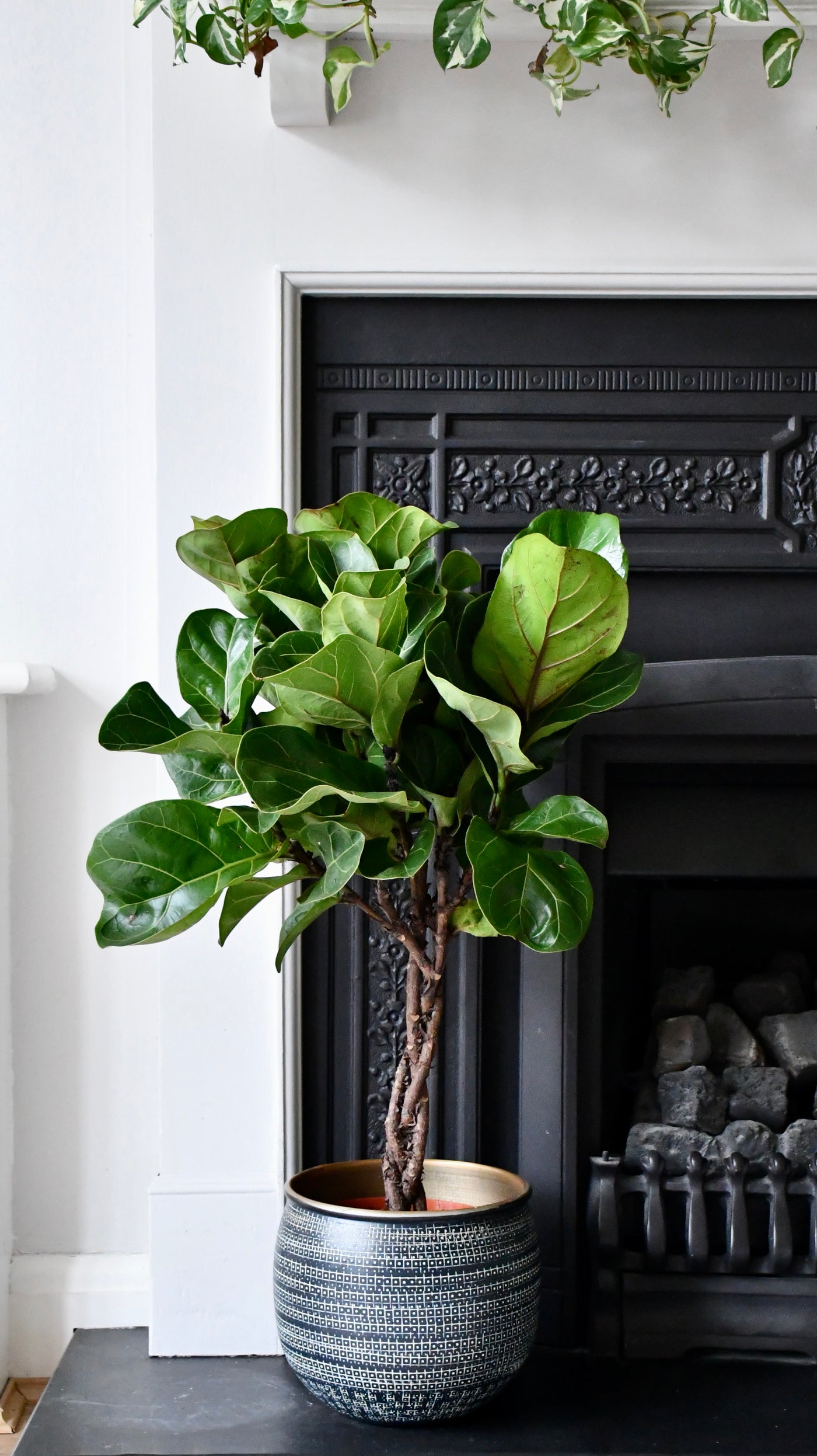 Fiddle Leaf Fig Tree (Plaited Stem & Tembesi Pot)