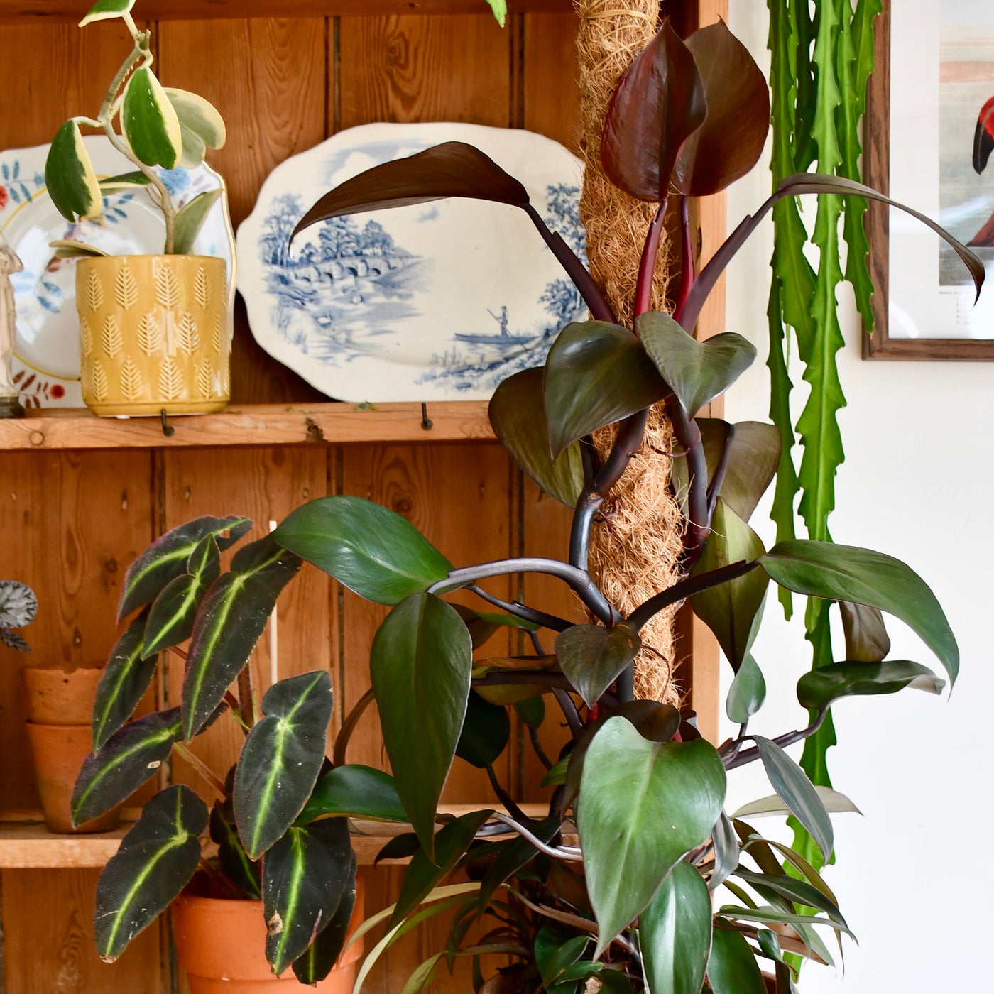Philodendron Royal Queen