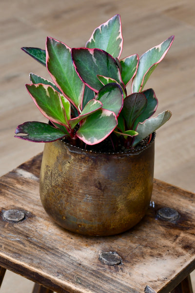Peperomia Clusiifolia Jelly (variegated red edge peperomia)