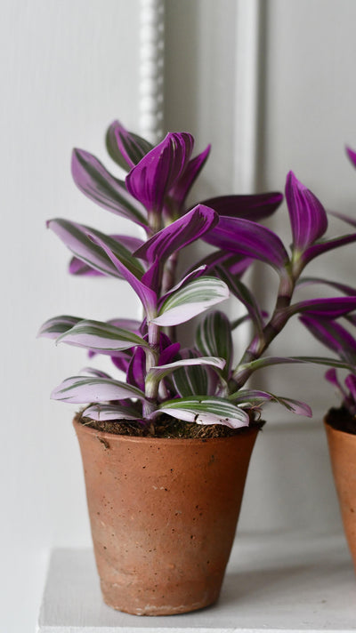 Pink Tradescantia Nanouk | Wandering Dude | Fantasy Venice
