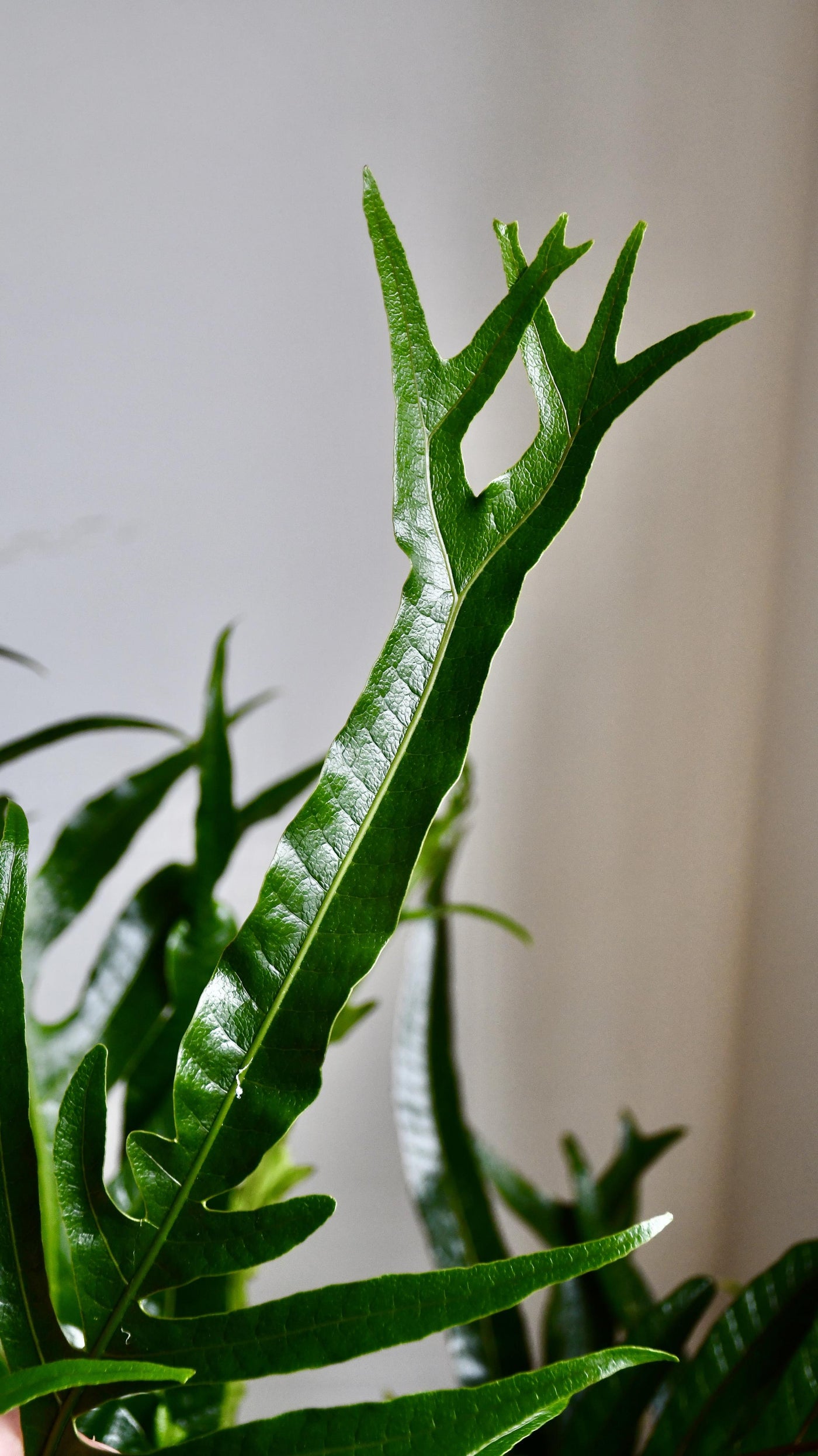 XL Aglomorpha Coronans - Snake Leaf Fern