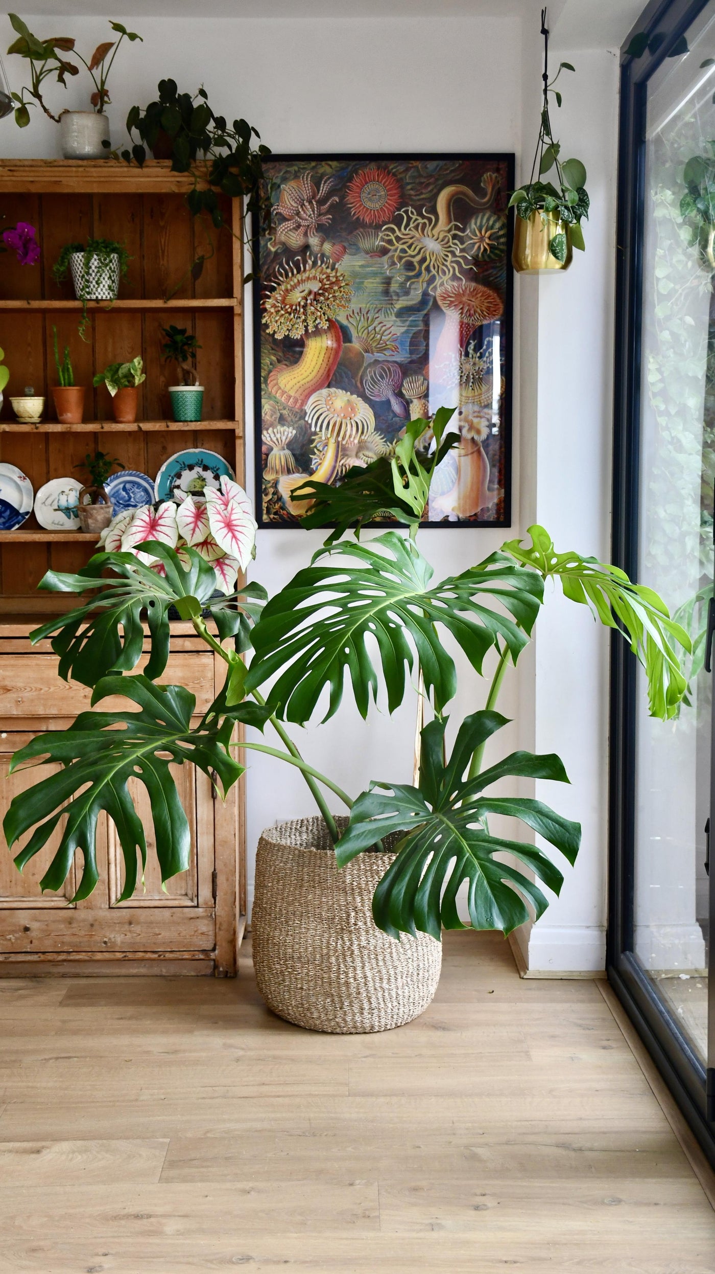 XXL Monstera Deliciosa - Elegant Stem Form