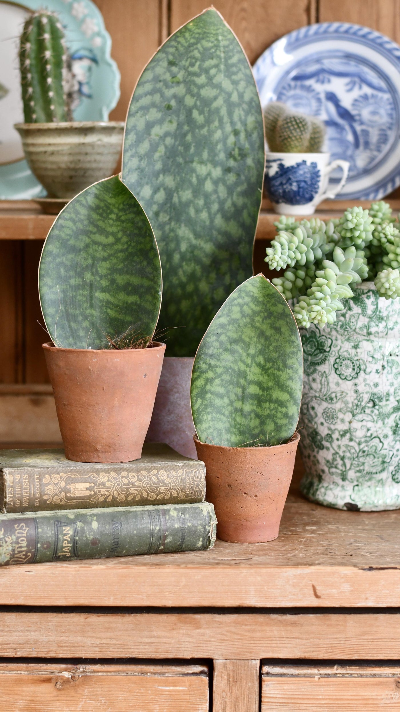 sansevieria victoria Small Sansevieria Victoria | Snake Plant
