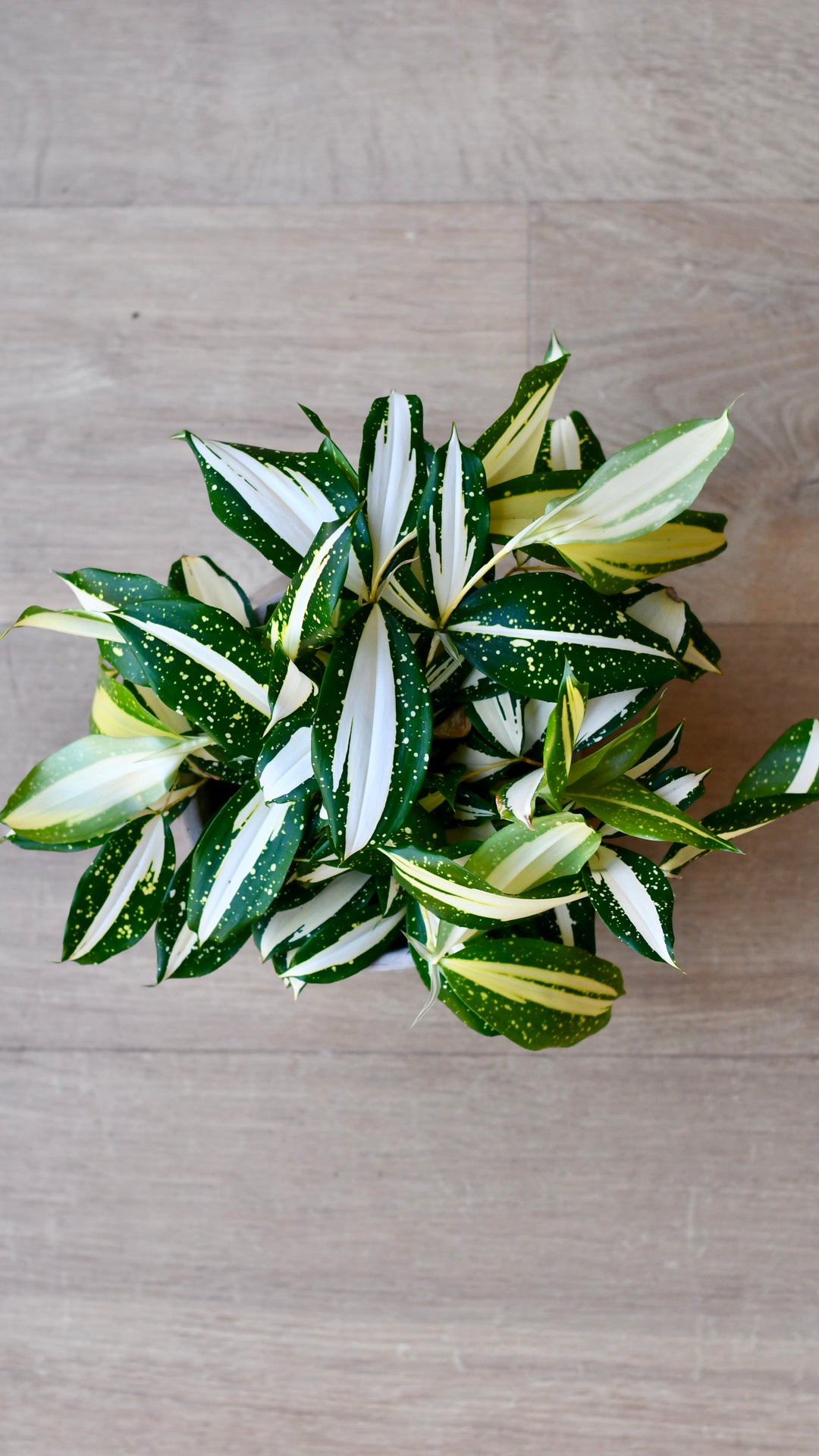 dracaena surculosa milky way care Dracaena Surculosa 'Milky Way'