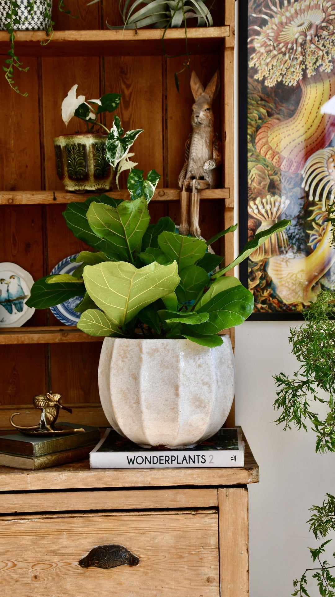 Bonsai Fig Tree | Ficus Retusa