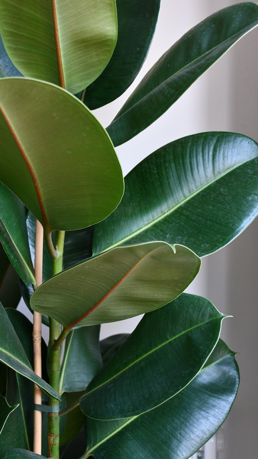 Rubber Plant - Ficus Elastica - Ficus Robusta