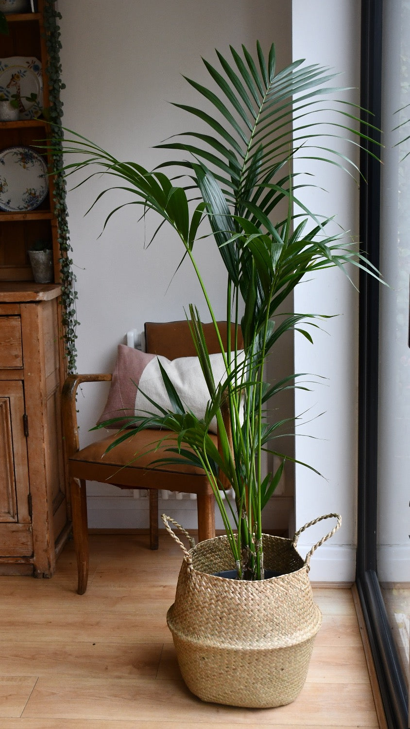 Large Kentia Palm | Howea forsteriana