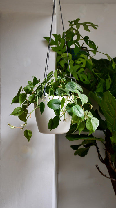 Philodendron Scandens & Brussels Hanging Basket