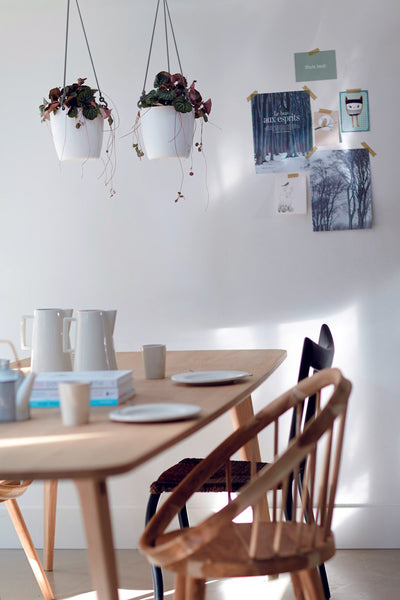 Philodendron Scandens & Brussels Hanging Basket