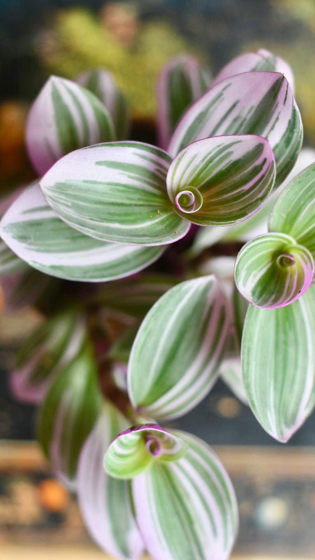 tradescantia nanouk pink trailing house plant Tradescantia Nanouk