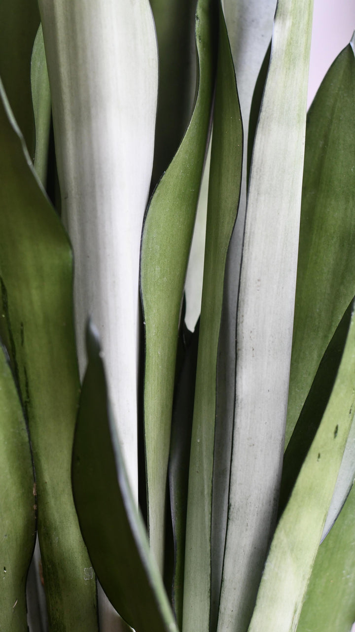 Sanevieria Trifasciata 'Moonshine' | Snake Plant