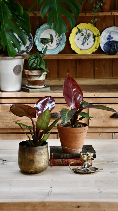 Philodendron Red