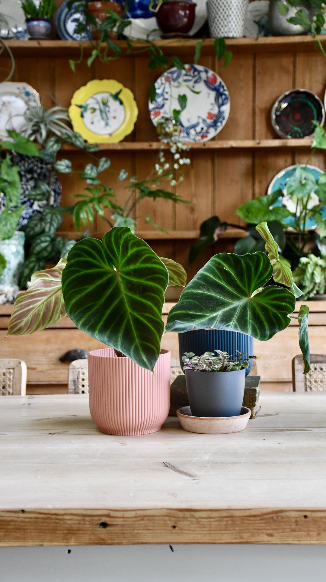 philodendron verrucosum indoor Philodendron Verrucosum | Rare Plant