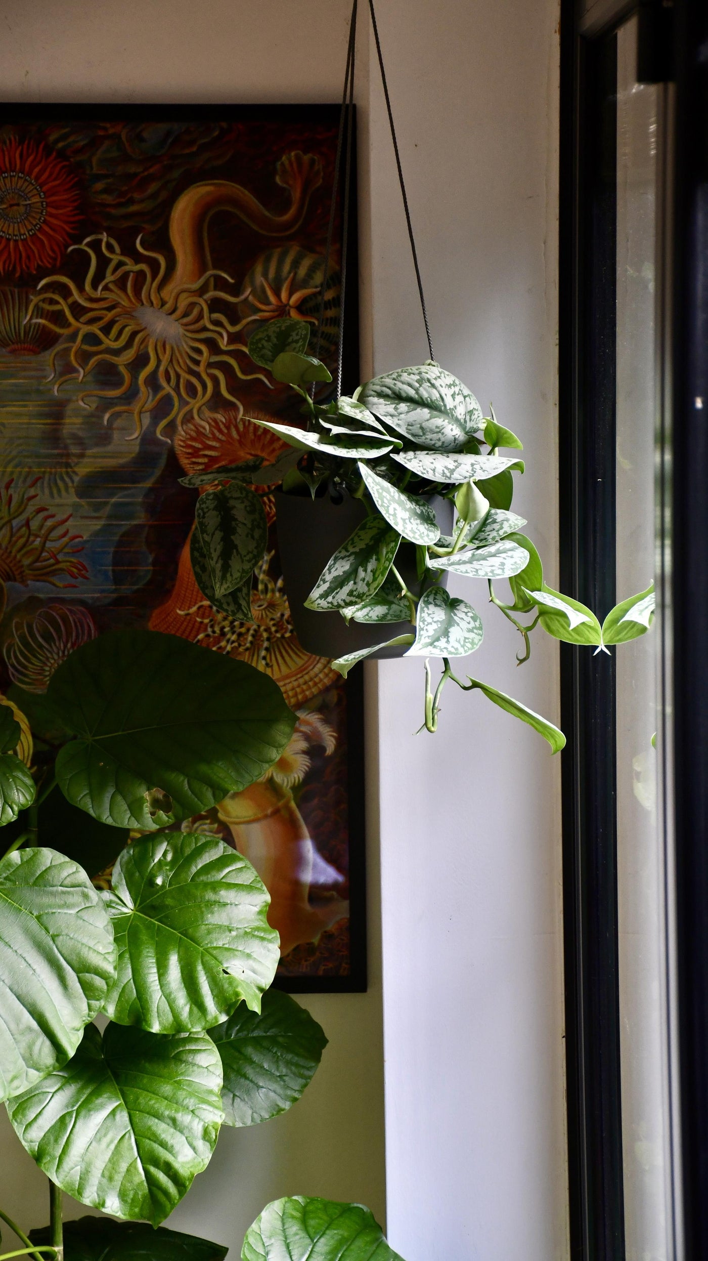 Scindapsus Pictus Trebie with a Brussels Hanging Planter