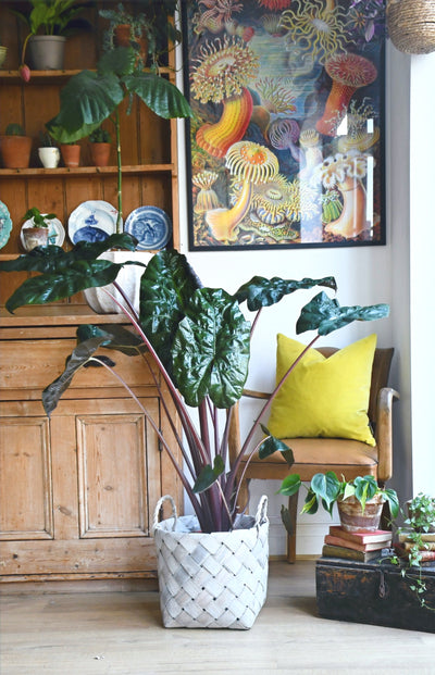 Alocasia Sarawakensis 'Yucatan Princess'