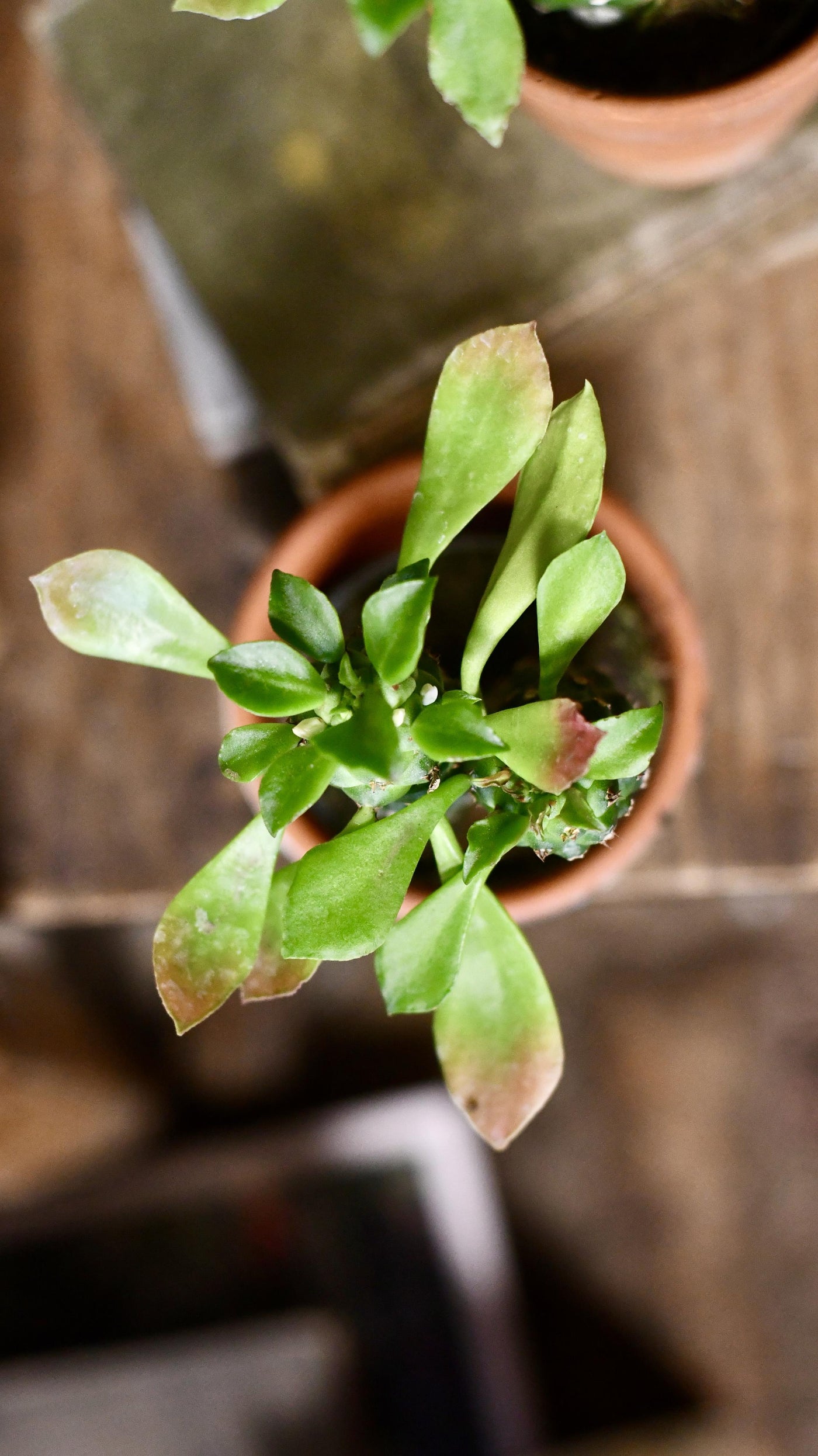Euphorbia Neorubella | Monadenium Guentheri Baby Cactus