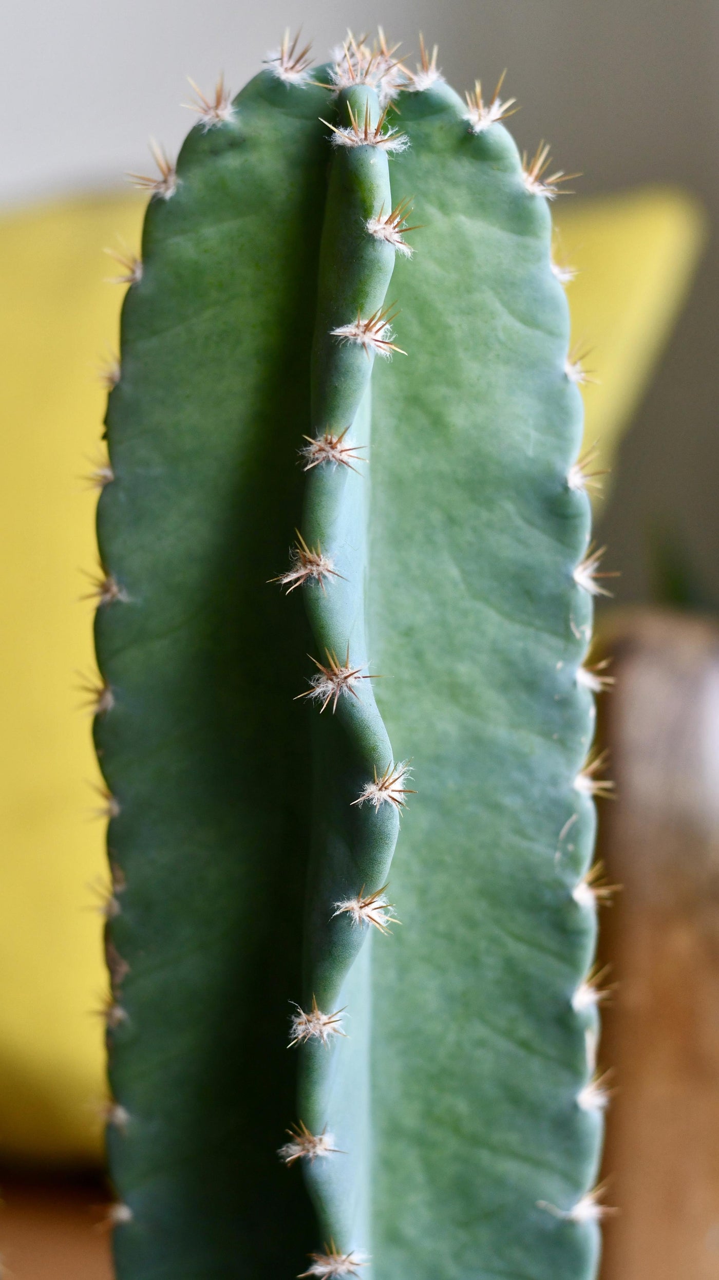 Small Cereus Peruvian (Blue Cactus)
