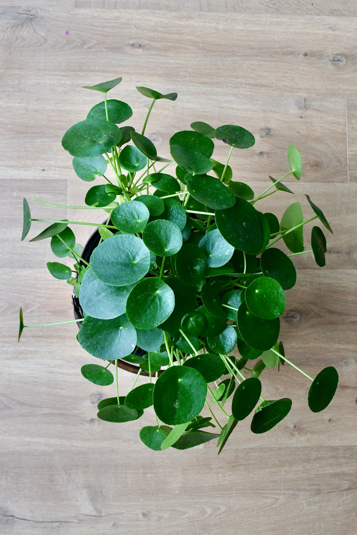 money plant ireland Pilea Peperomioides | Extra Large | Plants Delivered