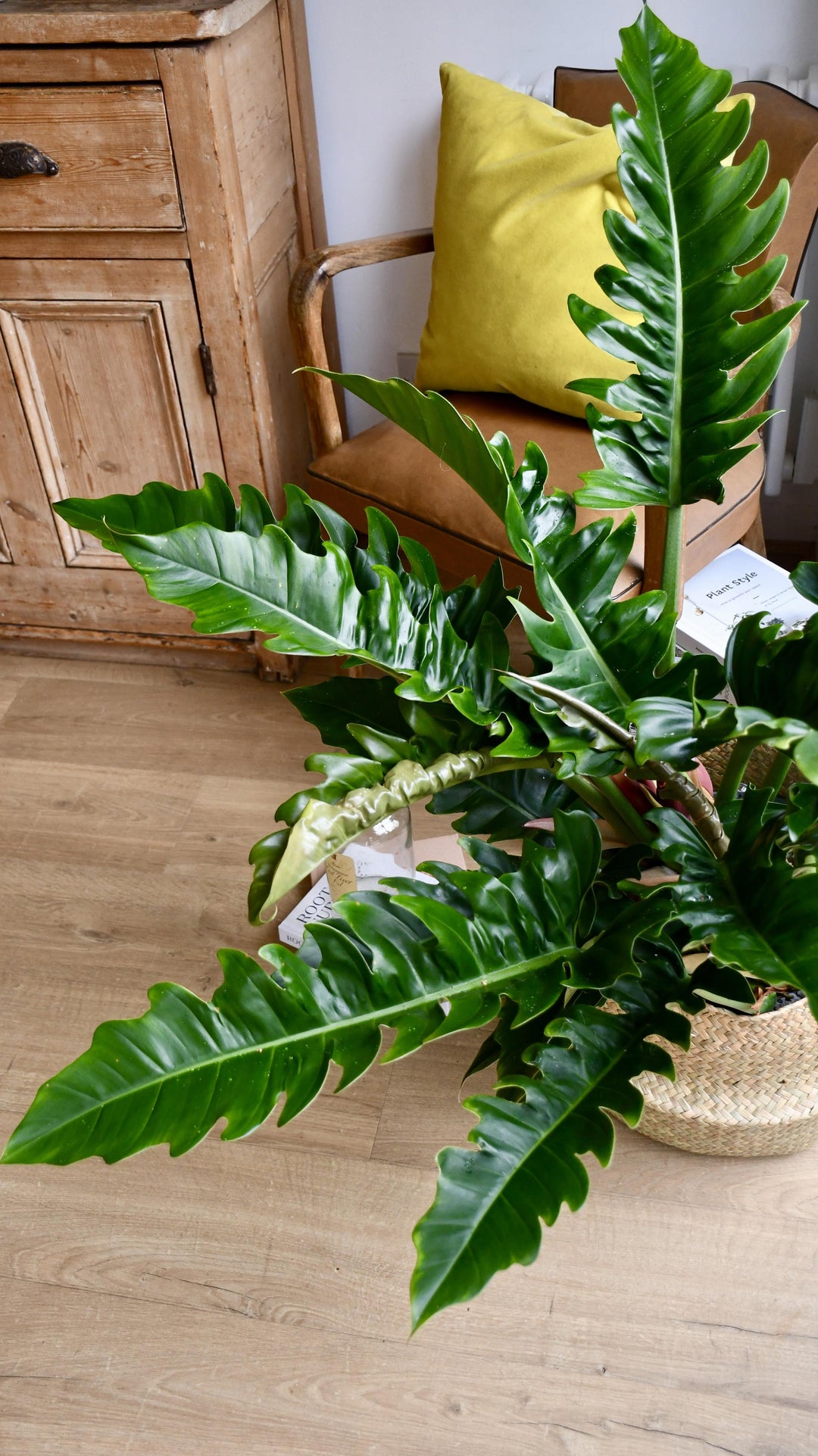 philodendron golden tiger tooth Philodendron Narrow | Tiger Tooth Plant
