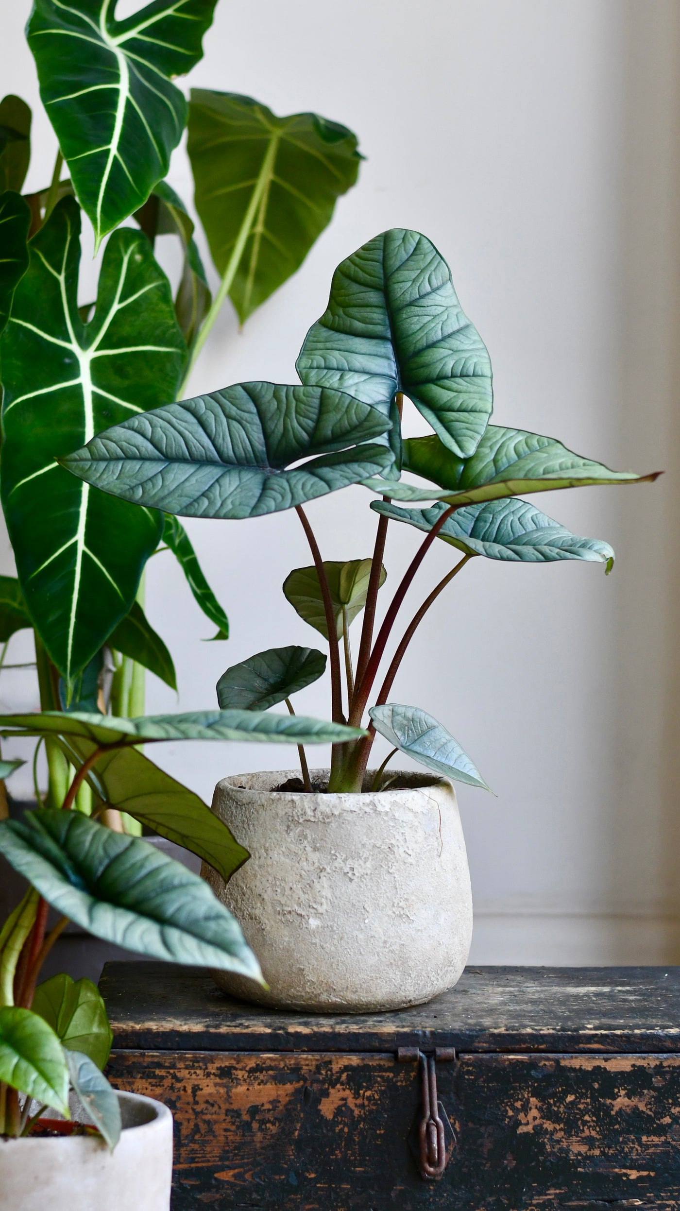 Alocasia Platinum