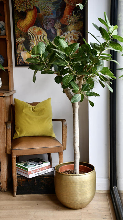 Ficus benghalensis Audrey (Bengal Fig)