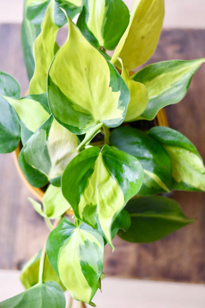 Philodendron Scandens Brasil in Atsu Brass pot