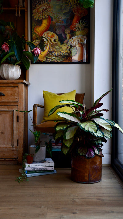 XL Calathea Rosea-picta Silvia