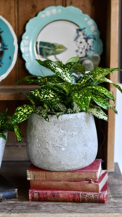 Dracaena Surculosa 'Florida beauty' or Gold Dust