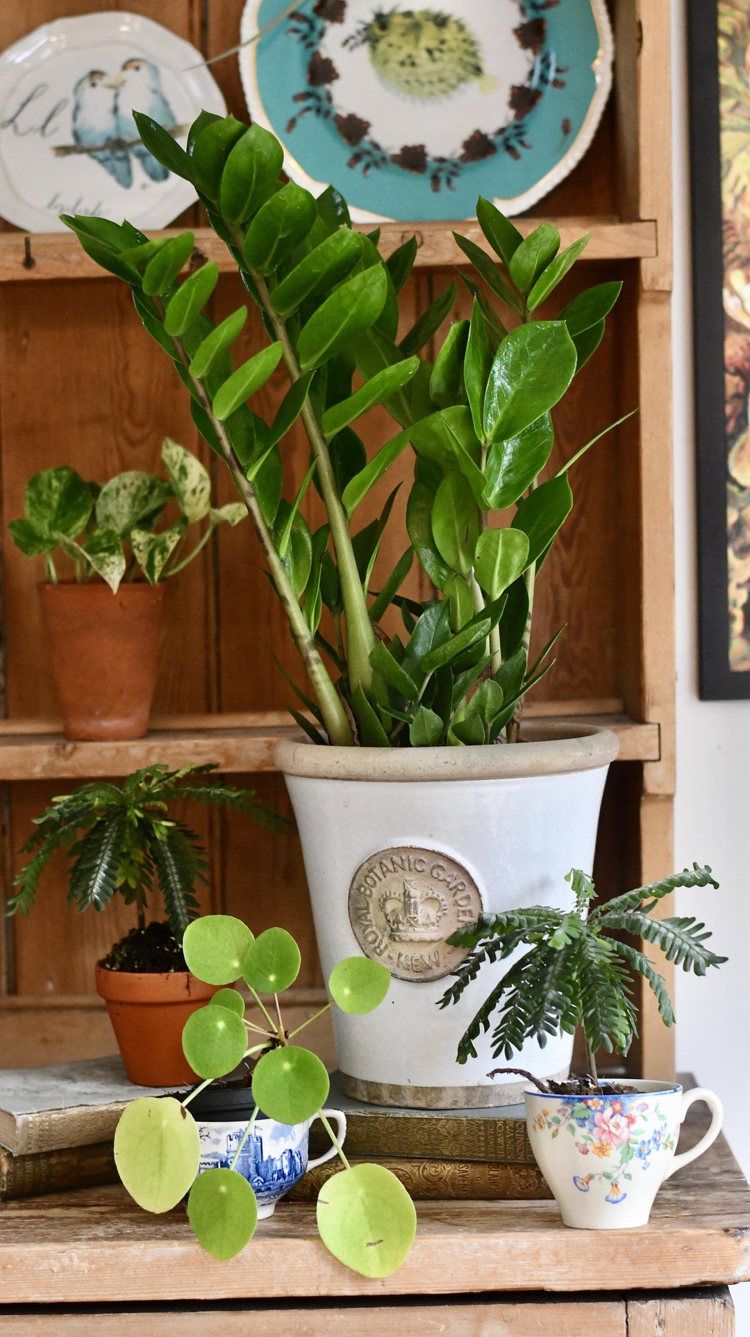 zz plant indoor ZZ Plant | Zamioculcas Zamiifolia