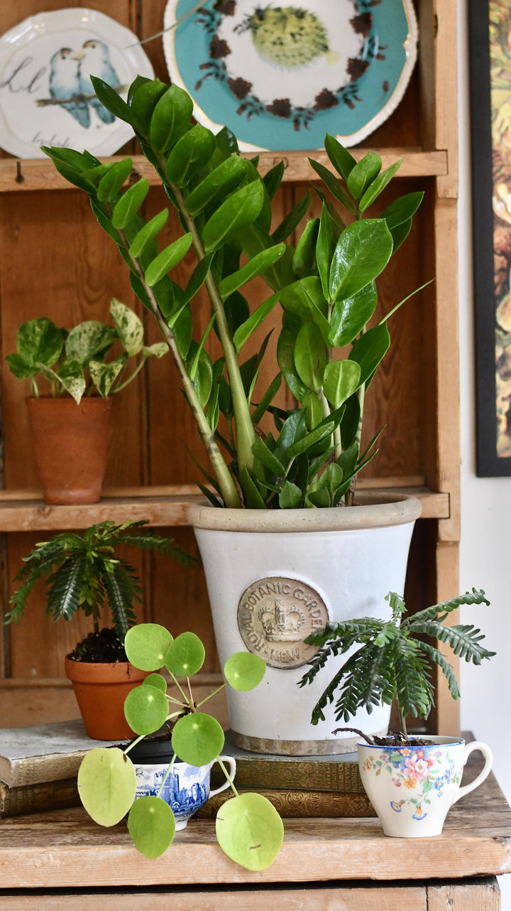 zz plant uk ZZ Plant | Zamioculcas Zamiifolia