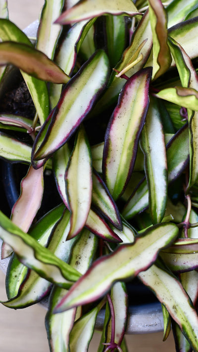 Hoya Wayetti Tricolour