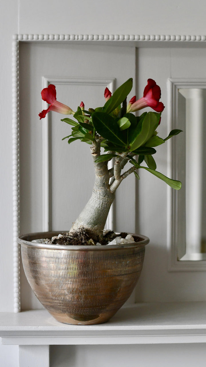 Desert Rose Hardiness Zones Vibrant Pink Desert Rose (Adenium Obesum ...