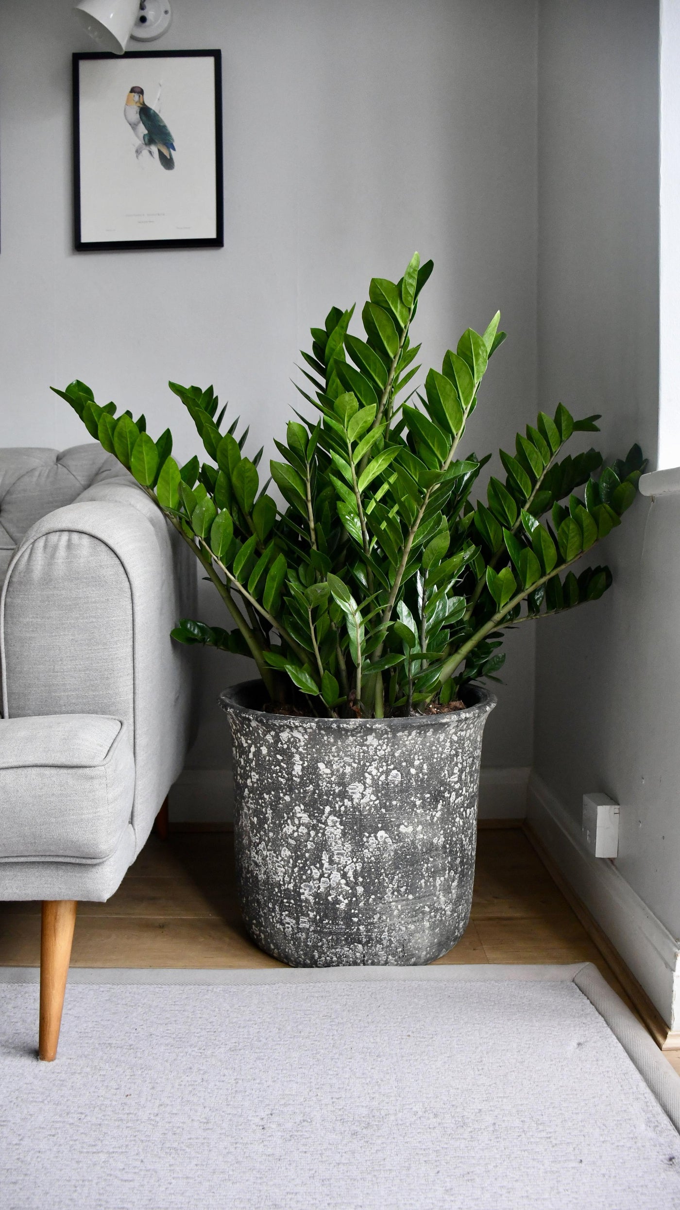 XL Zamioculcas Zamiifolia - ZZ Plant