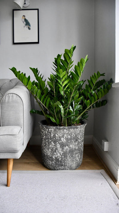 XL Zamioculcas Zamiifolia - ZZ Plant