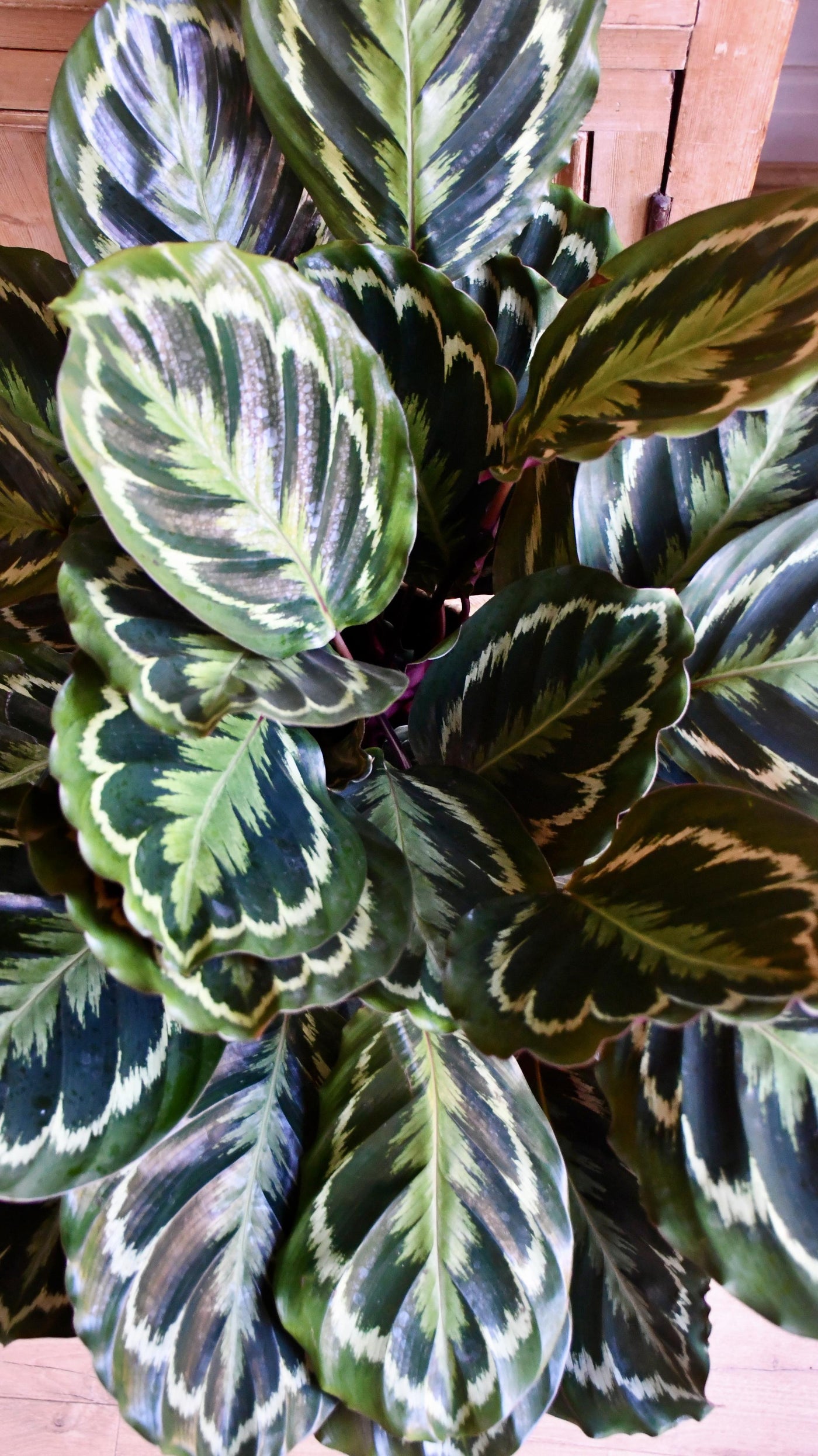 XL Calathea Roseopicta 'Medallion'